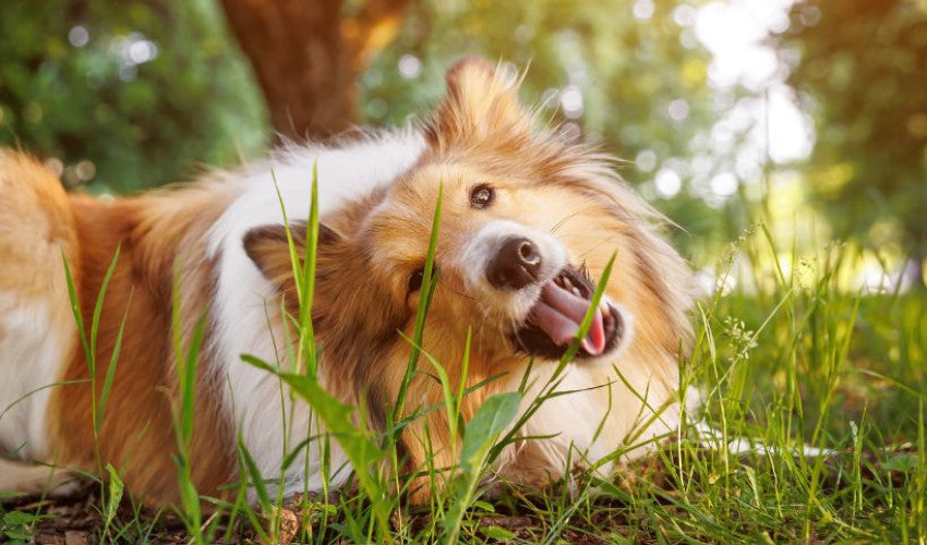 Photo inspiration: Picture Idea: Understanding Your Dog S Upset Stomach