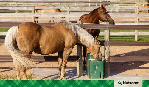 Water-The Most Important Nutrient for Horses