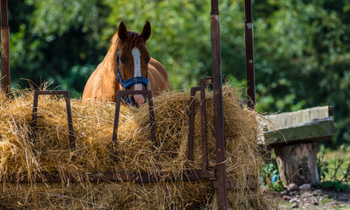 A brown horse with a white stripe on its face eats from a hay-filled metal feeder, surrounded by green trees, under the bright sunlight.