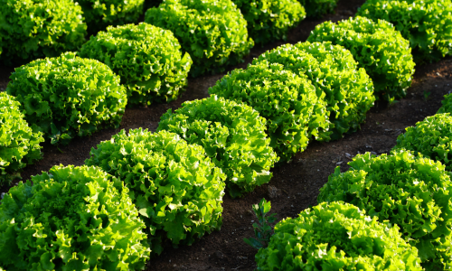 Rows of fresh, vibrant green lettuce plants in a garden, bathed in sunlight, creating a lush and healthy atmosphere.