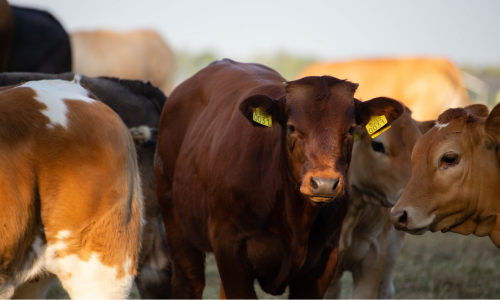 A group of cows stands closely in a sunlit field. A central brown cow with yellow ear tags is looking toward the camera, surrounded by others.