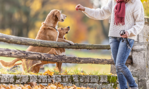 A person in a sweater and scarf holds a treat while two dogs eagerly lean on a wooden fence in a park with colorful autumn leaves.