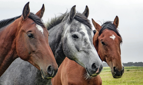 Three horses, two brown and one dapple gray, stand close together in a field. Their ears perk forward, conveying alertness and curiosity.