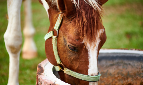 A brown and white horse with a green halter drinks from a large water trough. The setting is a grassy field, conveying a peaceful rural scene.