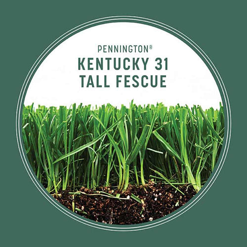 Pennington Kentucky 31 Tall Fescue Grass Seed